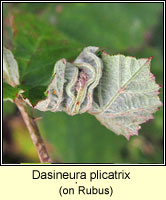 Dasineura plicatrix