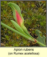 Apion rubens