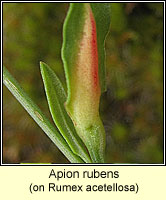 Apion rubens