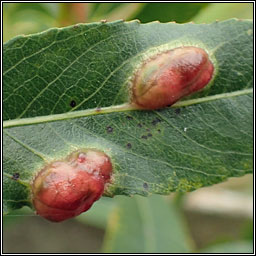 Pontania proxima, Willow Redgall Sawfly