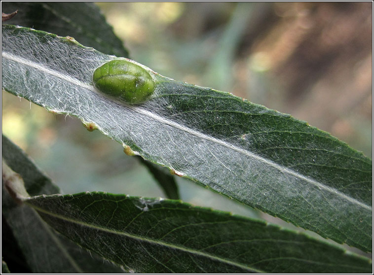 Pontania proxima, Willow Redgall Sawfly