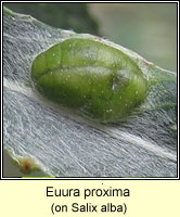 Euura proxima, Pontania proxima