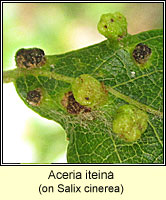 Aceria iteina