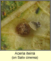 Aceria iteina