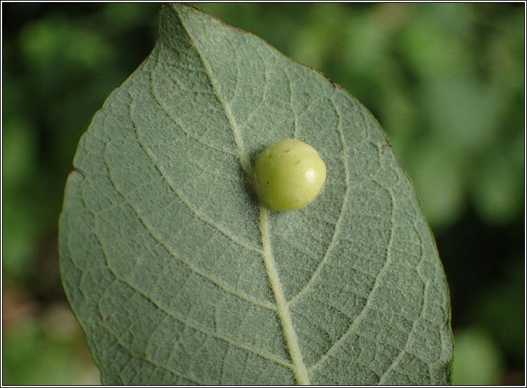 Euura pedunculi, Pontania pedunculi