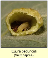 Euura pedunculi, Pontania pedunculi