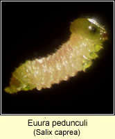 Euura pedunculi, Pontania pedunculi