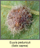 Euura pedunculi, Pontania pedunculi