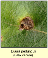 Euura pedunculi, Pontania pedunculi