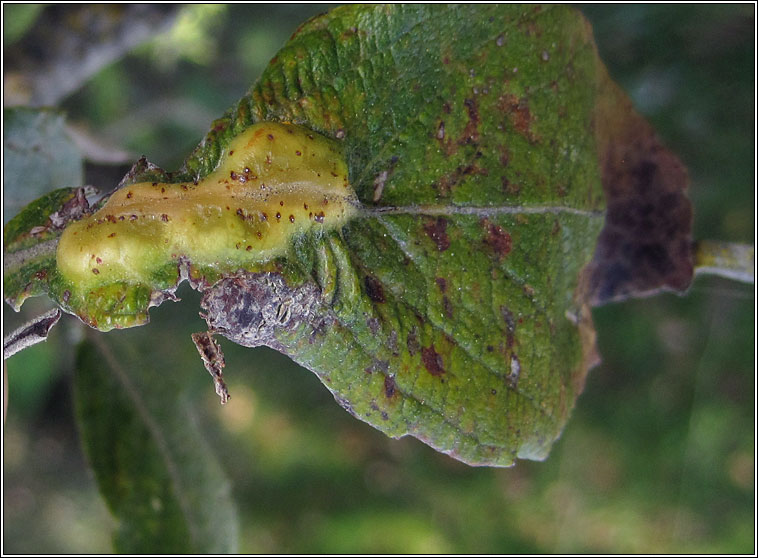 Iteomyia major