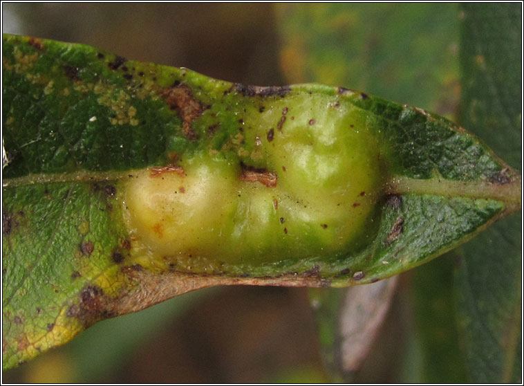 Iteomyia major