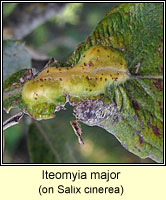 Iteomyia major