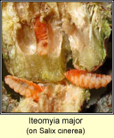 Iteomyia major