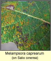 Melampsora caprearum