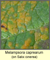 Melampsora caprearum