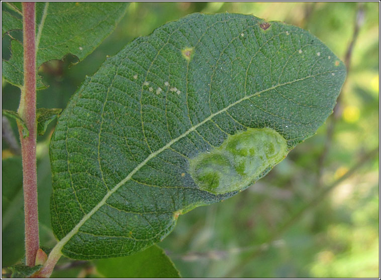 Pontania bridgmanii, Willow Bean Sawfly