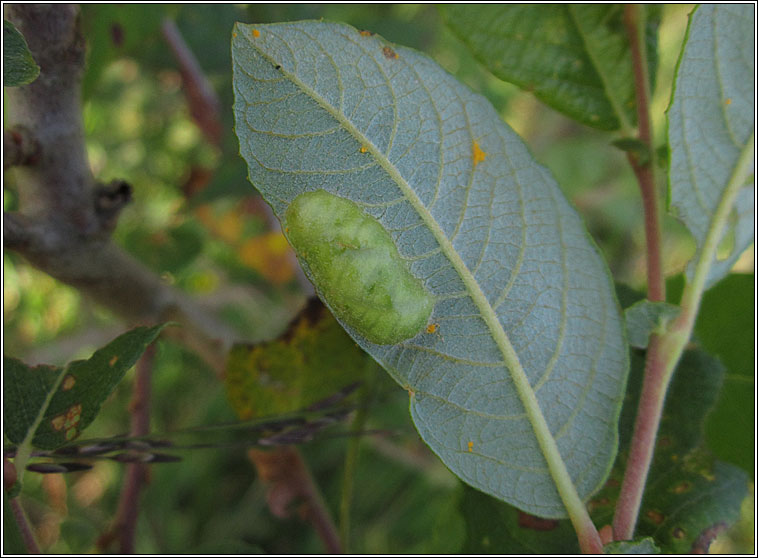 Pontania bridgmanii, Willow Bean Sawfly