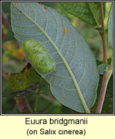 Euura bridgmanii, Pontania bridgmanii