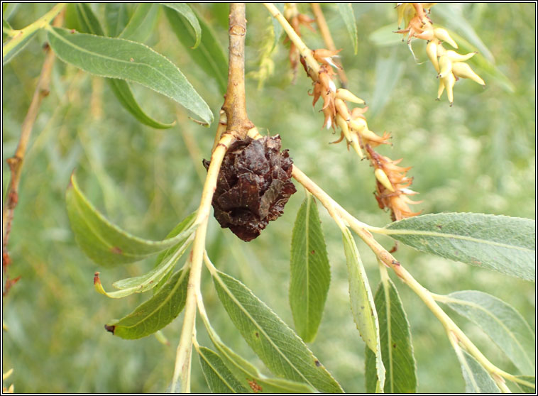 Rabdophaga rosaria