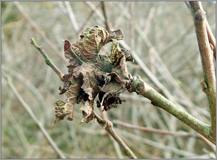 Rabdophaga rosaria