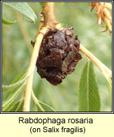 Rabdophaga rosaria