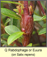 Rabdophaga sp