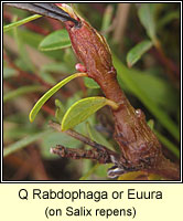 Rabdophaga sp