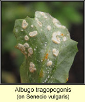 Albugo tragopogonis