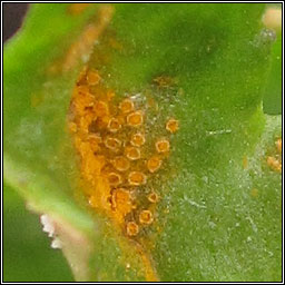 Puccinia lagenophorae