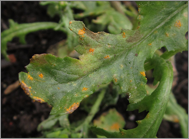 Puccinia lagenophorae