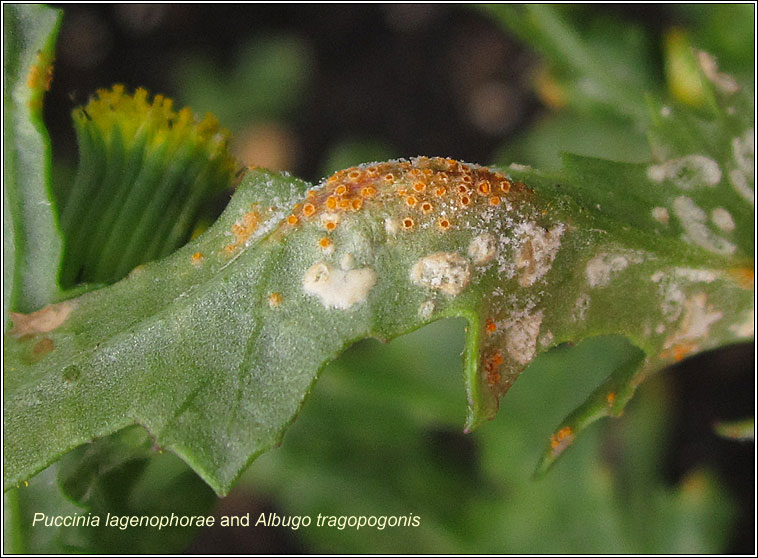 Puccinia lagenophorae