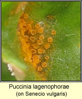 Puccinia lagenophorae