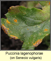 Puccinia lagenophorae