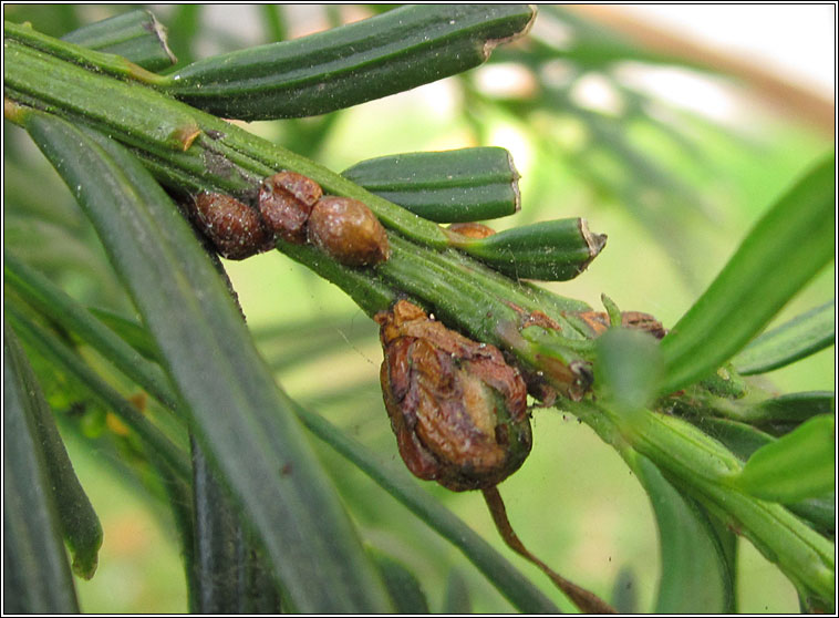 Cecidophyopsis psilaspis