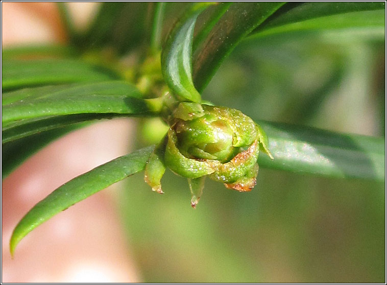 Cecidophyopsis psilaspis