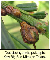 Cecidophyopsis psilaspis, Yew Big Bud Mite