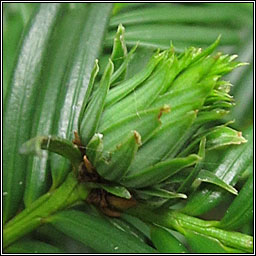 Taxomyia taxi, Yew Gall Midge