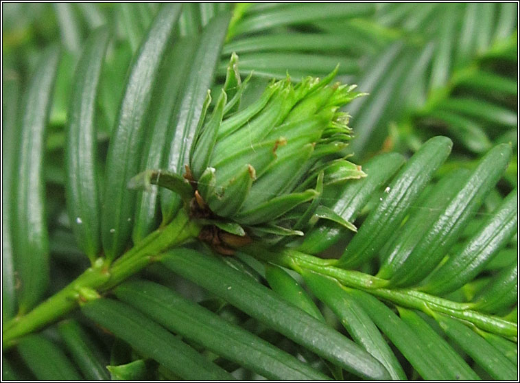 Taxomyia taxi, Yew Gall Midge