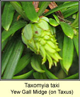 Taxomyia taxi, Yew Gall Midge