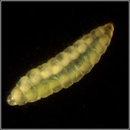 Dasineura tiliae