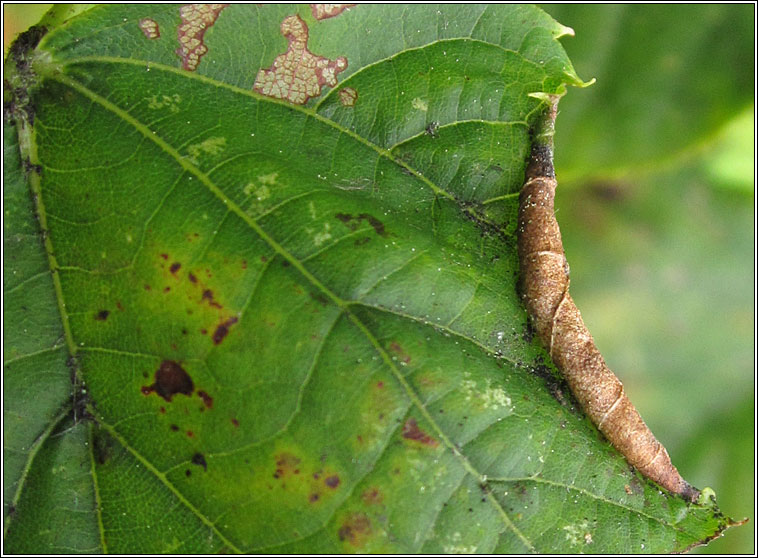 Dasineura tiliae