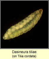 Dasineura tiliae