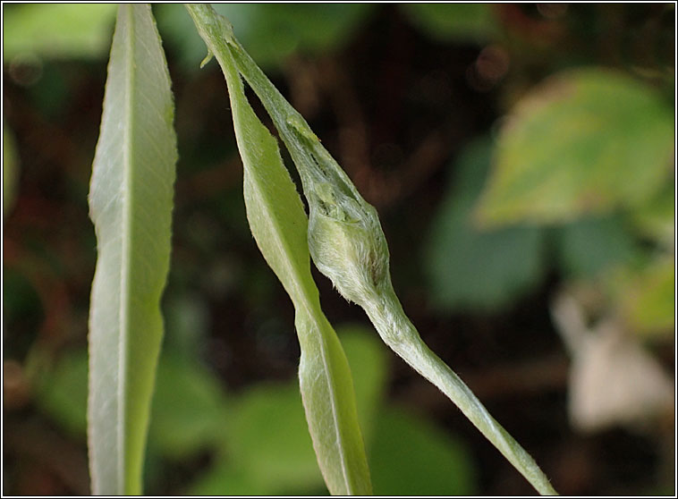 Rabdophaga terminalis