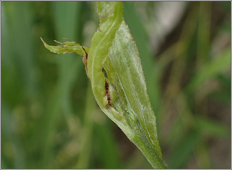 Rabdophaga terminalis