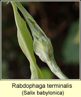 Rabdophaga terminalis