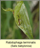 Rabdophaga terminalis