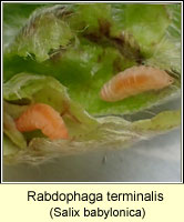 Rabdophaga terminalis