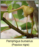 Pemphigus bursarius