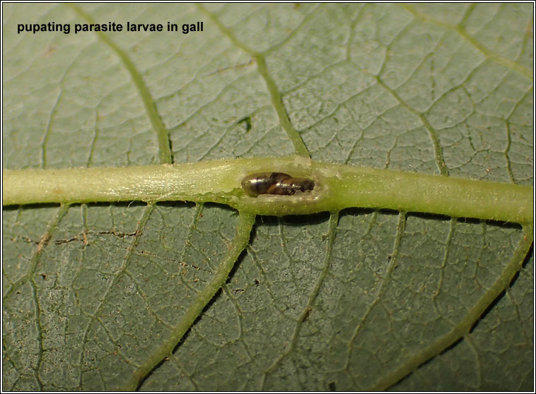 Rabdophaga nervorum
