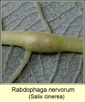 Rabdophaga nervorum